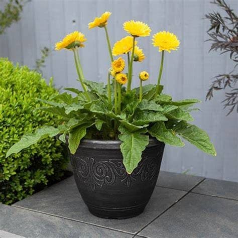 Laurel Planter Round 16cm - Silver