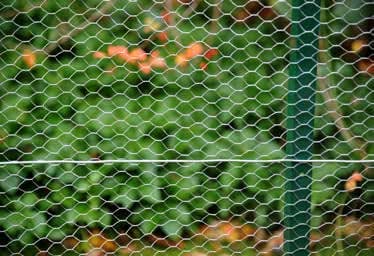 AG Galvanised Netting 600 X 50mm X 5m