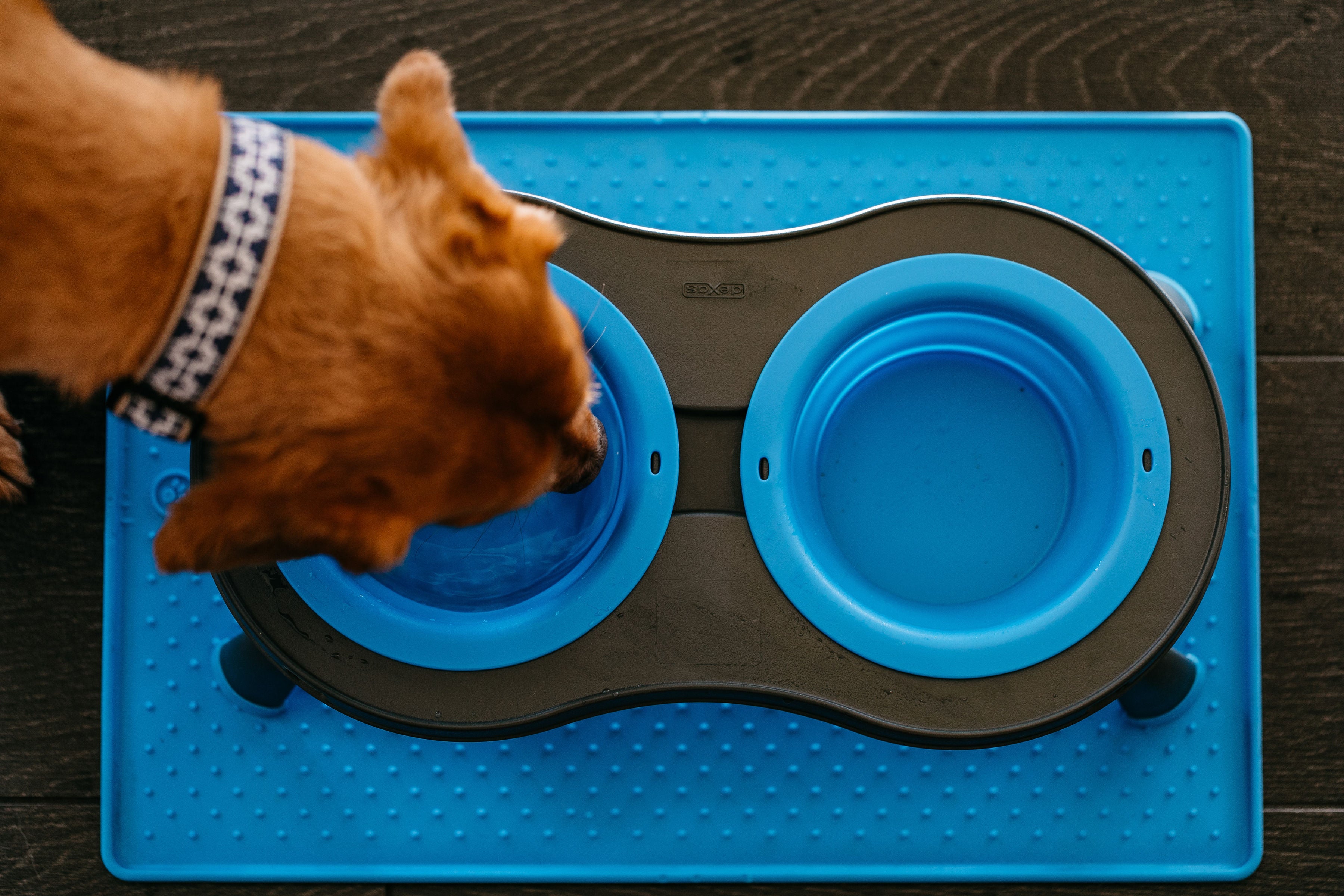 RSW Double Raised Feeder 29cm image