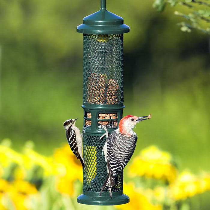 Nut Feeder with Squirrel Guard