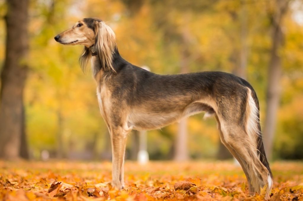 Tallon Cal Super Slim - Dogs / Puppies image
