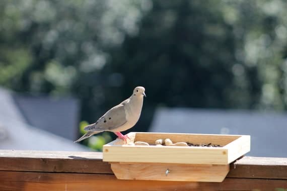 Thumbs-Up Sink Tidy With Tray Wood Pigeon