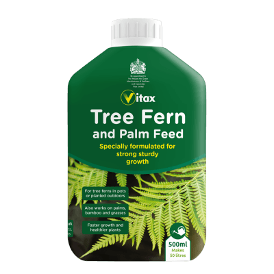Tree Fern And Palm Feed