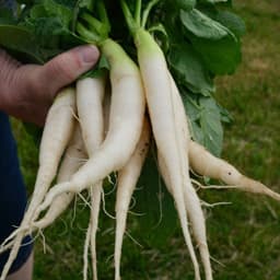 Wk Radish icicle (long white) 1