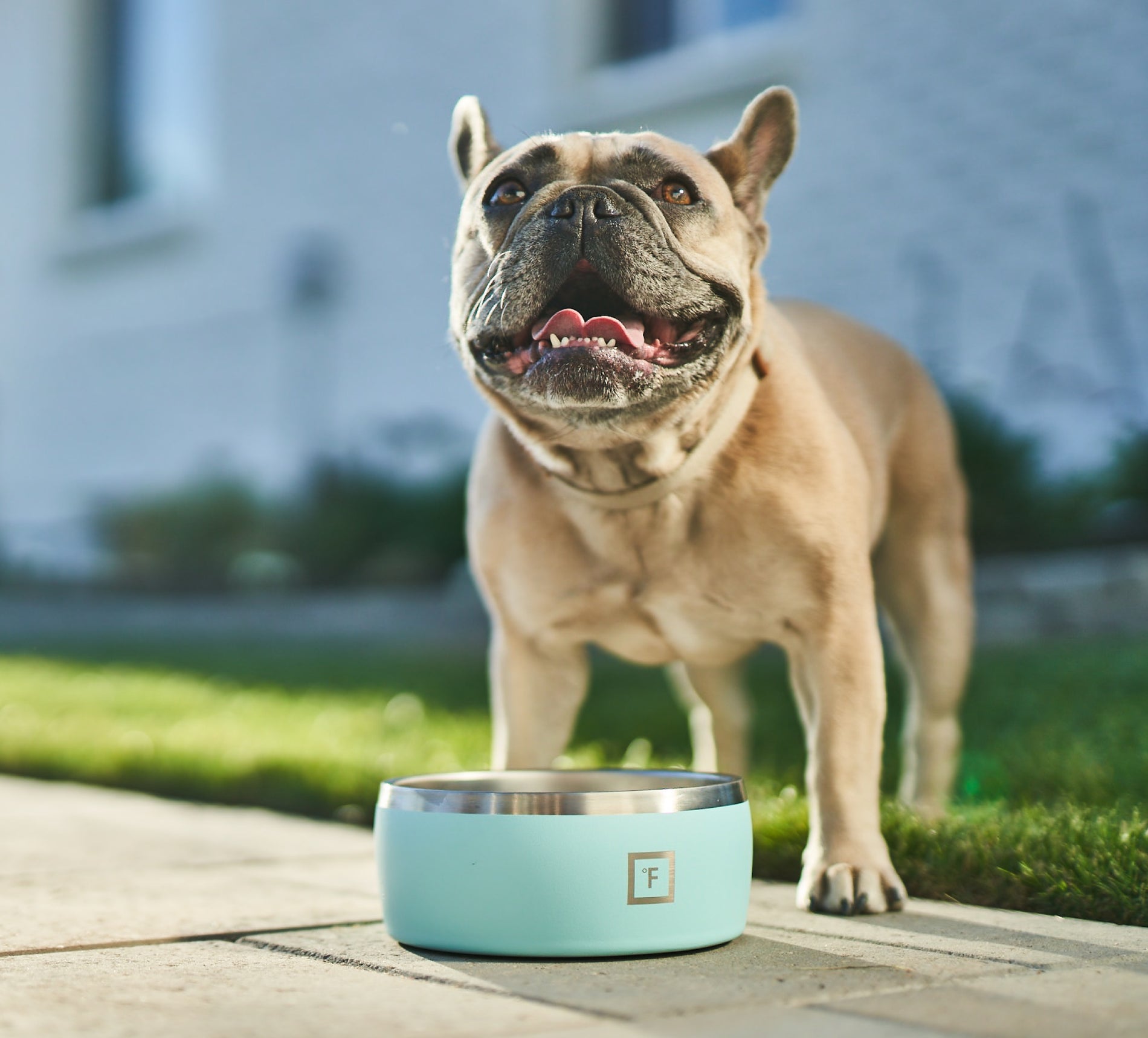 Dog Bowl 64oz image