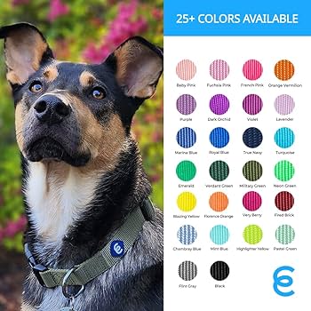 151 Pets Play  Medium Dog Collar (pap1045) image