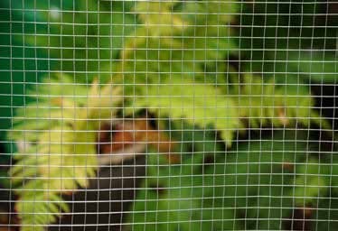 AG Galvanised Mesh Panel 60x90cm 13mmx25mm